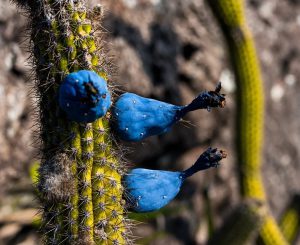 Plantas consideradas extintas são reencontradas em áreas protegidas de Minas Gerais